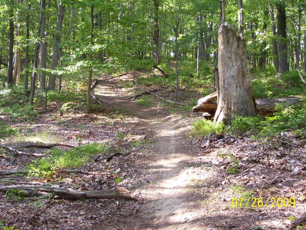 A winding dirt path through a lush green forest, lined with trees and scattered leaves on the ground. A large, moss-covered stump stands prominently on one side of the trail, while sunlight filters through the canopy, illuminating the scene. Mountwood mountain bike trail.