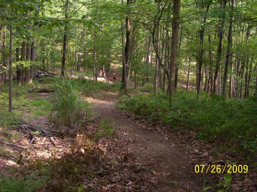 A winding dirt trail meanders through a lush green forest, surrounded by tall trees and dense undergrowth. Sunlight filters through the leaves, creating dappled patterns on the ground. The scene conveys a peaceful and natural setting, ideal for hiking or exploring. Mountwood mountain bike trail.