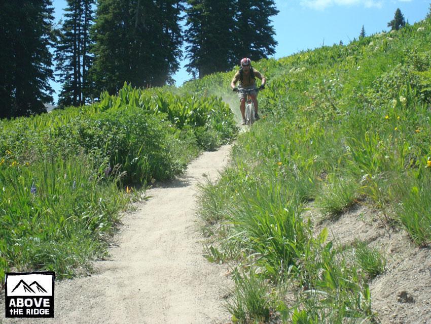 A cyclist navigates a dusty trail surrounded by lush green grass and wildflowers on a sunny day, with tall trees in the background. Trail 401 mountain bike trail.