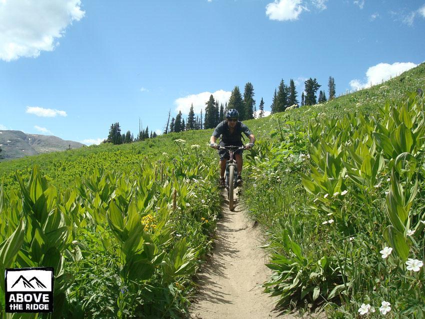 A person riding a mountain bike on a narrow dirt trail through a vibrant field of wildflowers and green vegetation, under a bright blue sky with fluffy white clouds in the background. Trees are visible in the distance, indicating a natural outdoor setting. Trail 401 mountain bike trail.