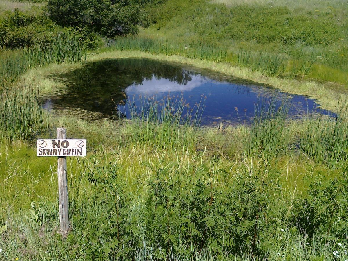 A small pond surrounded by tall grasses and plants, with a wooden sign in the foreground that reads "No Skinny Dippin'." The area is bathed in sunlight, creating a peaceful natural setting. Wildcat Mountain / Monarch mountain bike trail.