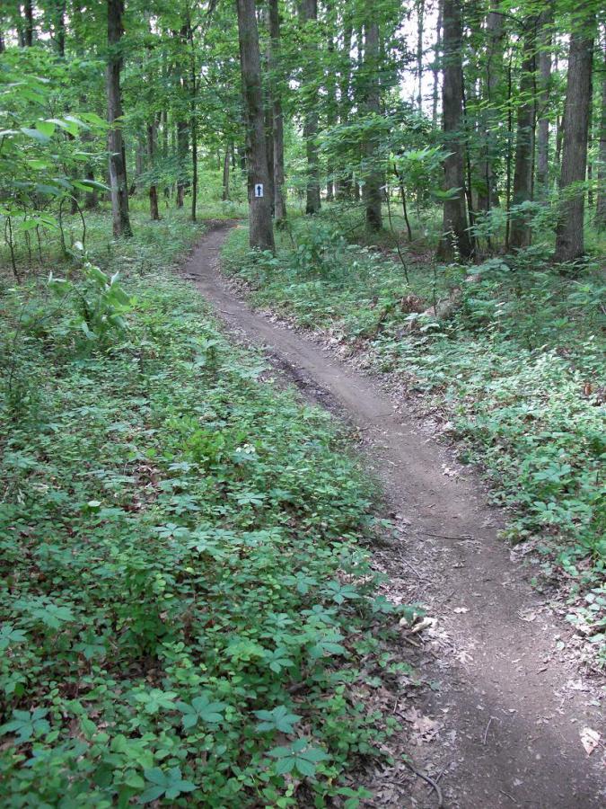 Winding dirt path through a lush green forest, bordered by vibrant underbrush and tall trees. A trail marker is visible on a tree trunk. Scales Lake Park Trails mountain bike trail.