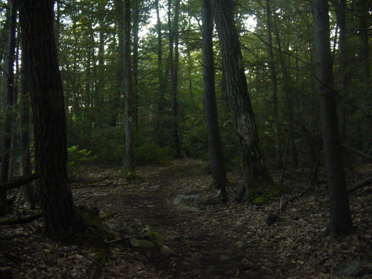 A dimly lit forest path winding through tall trees, with a carpet of leaves covering the ground. The dense foliage creates a tranquil and mysterious atmosphere, inviting exploration. Wawayanda State Park mountain bike trail.