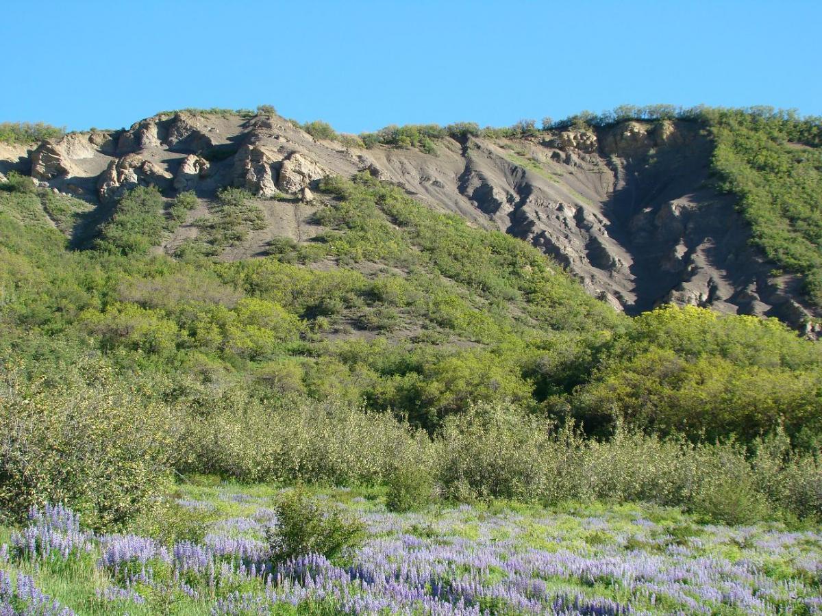 A landscape featuring a rugged hillside with sloped rock formations, surrounded by lush green vegetation and a field of purple wildflowers in the foreground, under a clear blue sky. Rim Trail mountain bike trail.