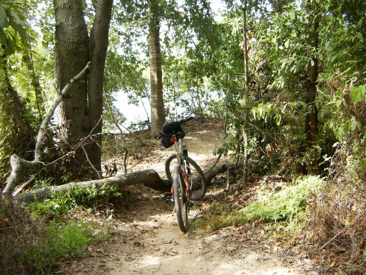 A mountain bike parked on a narrow dirt trail surrounded by lush greenery and trees, with a fallen log obstructing part of the path and a glimpse of water visible in the background. Bonnet Carre Spillway Trail mountain bike trail.