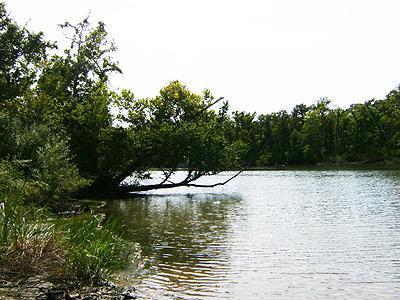 A serene lakeside view featuring calm water reflecting the surrounding greenery. A tree leans over the water's edge, complementing the lush foliage on the banks. The scene is bright and peaceful, suggesting a tranquil natural setting. Bonnet Carre Spillway Trail mountain bike trail.
