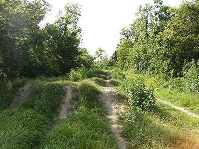 A natural pathway through grassy terrain, featuring small hills and patches of dense greenery on either side. Sunlight filters through the trees, illuminating the scene. Bonnet Carre Spillway Trail mountain bike trail.