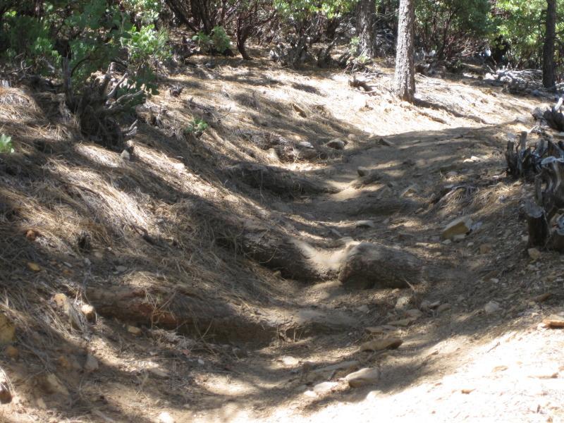 A narrow, dirt hiking trail winding through a forested area, with dry leaves and pine needles scattered along the ground. Sunlight filters through the trees, creating dappled shadows on the trail, which features visible roots and rocks. Top Of The World mountain bike trail.