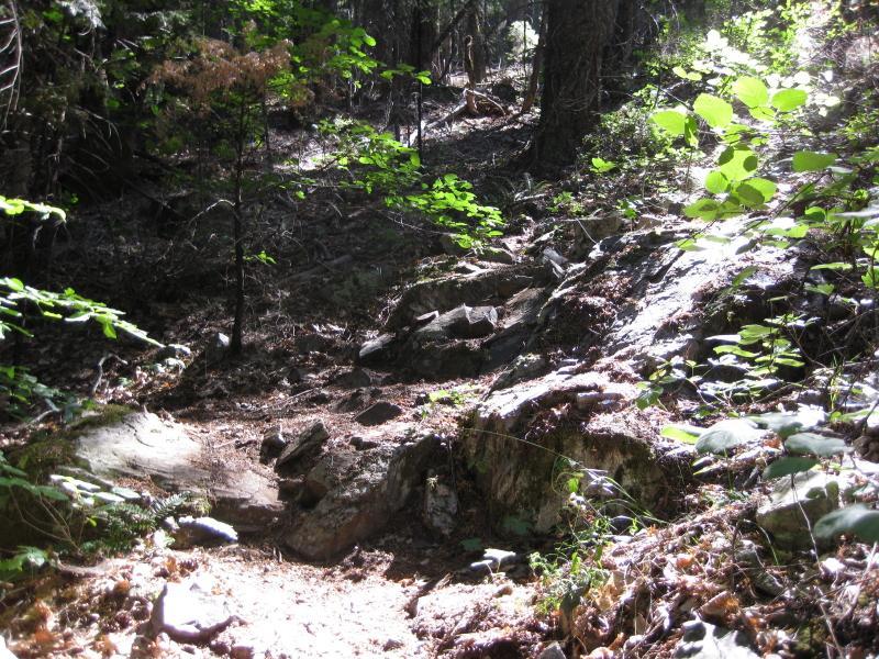 A natural pathway through a forest, surrounded by trees and green foliage, featuring rocky terrain and sunlight filtering through the branches. Top Of The World mountain bike trail.