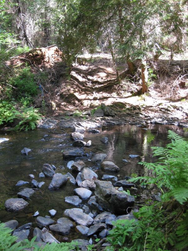 A serene forest scene featuring a small, clear stream flowing over smooth rocks, surrounded by lush greenery and ferns. Sunlight filters through the trees, illuminating the natural landscape. A nearby path with earthy tones leads up the slope, hinting at the tranquility of the wooded area. Top Of The World mountain bike trail.