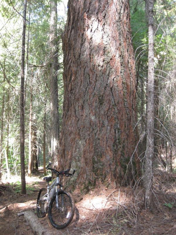 A mountain bike leaning against a large tree trunk in a forest setting, surrounded by tall trees and dappled sunlight filtering through the foliage. Top Of The World mountain bike trail.