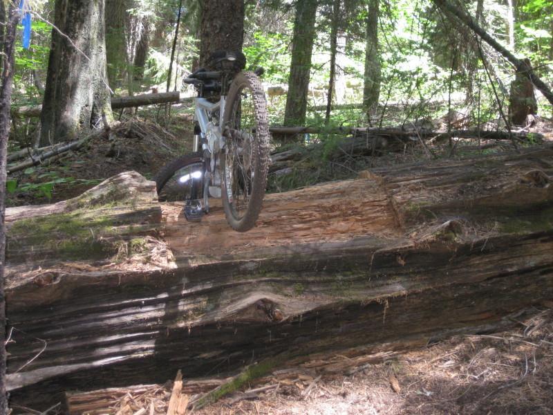 A mountain bike resting on a large, fallen log in a dense forest. Sunlight filters through the trees, illuminating the surrounding greenery and creating an outdoor trail scene. Top Of The World mountain bike trail.