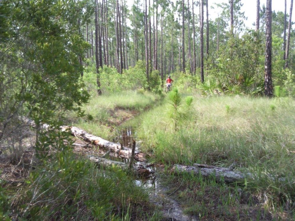 A person in a red shirt is riding a bicycle along a narrow path through a lush green forest, surrounded by tall pine trees and grasses. A fallen log and a small stream are visible in the foreground. The Preserve mountain bike trail.