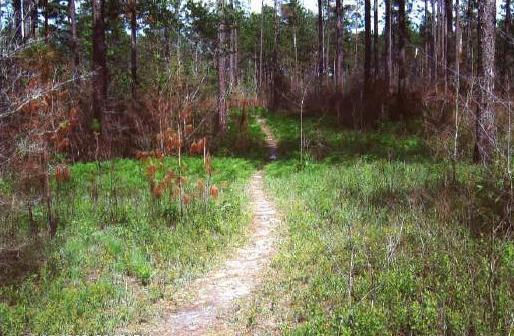A winding dirt path through a lush green forest, surrounded by tall trees and underbrush, with patches of sunlight filtering through the branches. Golden Eagle Trail Complex / Tuffburg / Longleaf Trace mountain bike trail.