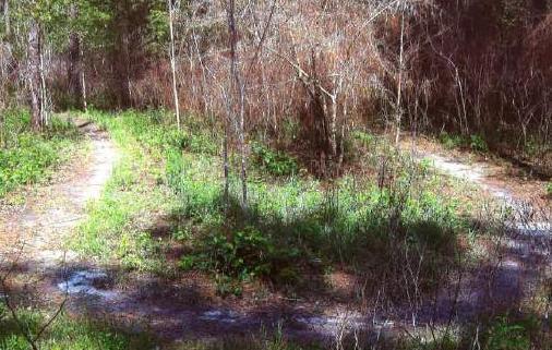 A dirt path splitting into two directions, surrounded by green vegetation and sparse trees in a natural setting. Golden Eagle Trail Complex / Tuffburg / Longleaf Trace mountain bike trail.