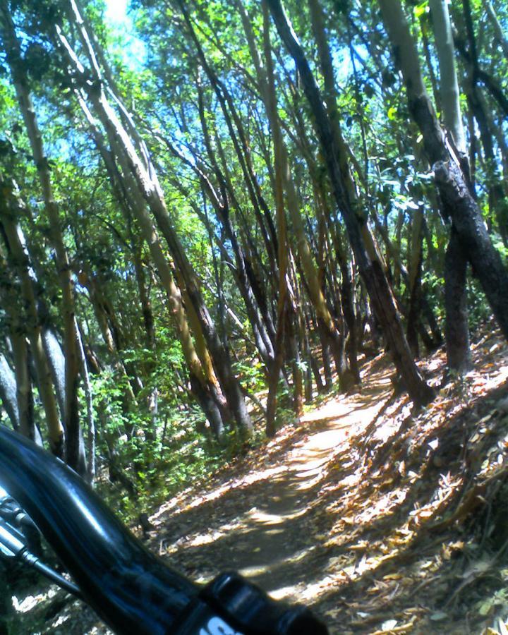 A narrow dirt trail winding through a lush forest, with tall trees on either side and sunlight filtering through the leaves. The image captures part of a bicycle handlebar on the left side, suggesting an outdoor biking adventure. Clementine / Forresthill Connector Trail mountain bike trail.