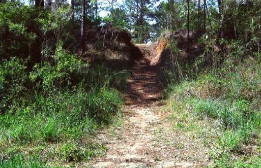 A dirt path leading through a wooded area, flanked by lush green grasses and shrubs. The path slopes upward, leading toward a clearing surrounded by trees in the background. The scene conveys a serene and natural environment. Golden Eagle Trail Complex / Tuffburg / Longleaf Trace mountain bike trail.