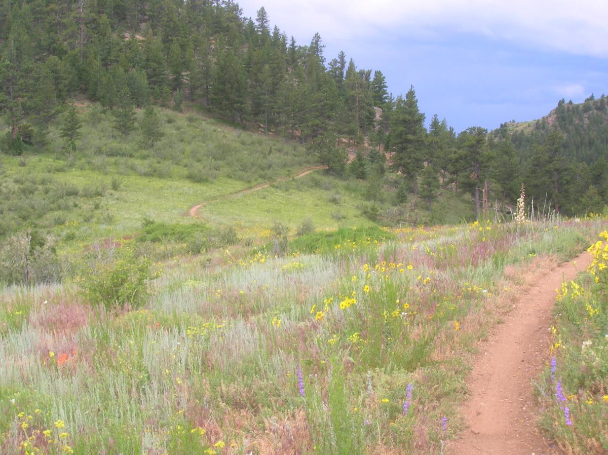 A winding dirt path leads through a vibrant meadow filled with wildflowers, surrounded by rolling hills and a backdrop of tall evergreen trees under a cloudy sky. Centennial Cone Park mountain bike trail.