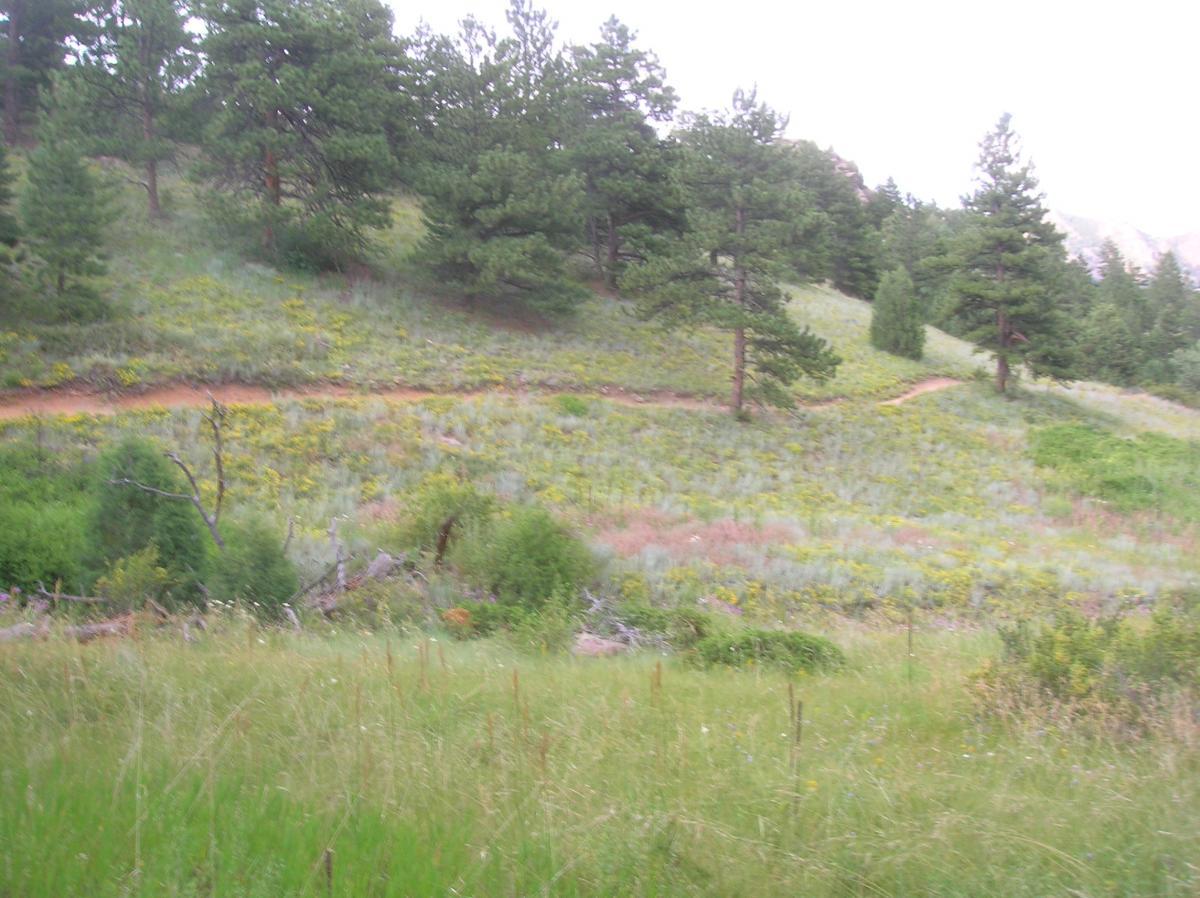 A scenic view of a hillside covered in green foliage and wildflowers, with a winding dirt path running through the landscape. Tall trees are scattered across the area, contributing to the natural, wooded atmosphere. The image captures a tranquil and lush environment, indicative of a serene outdoor setting. Walker Ranch mountain bike trail.
