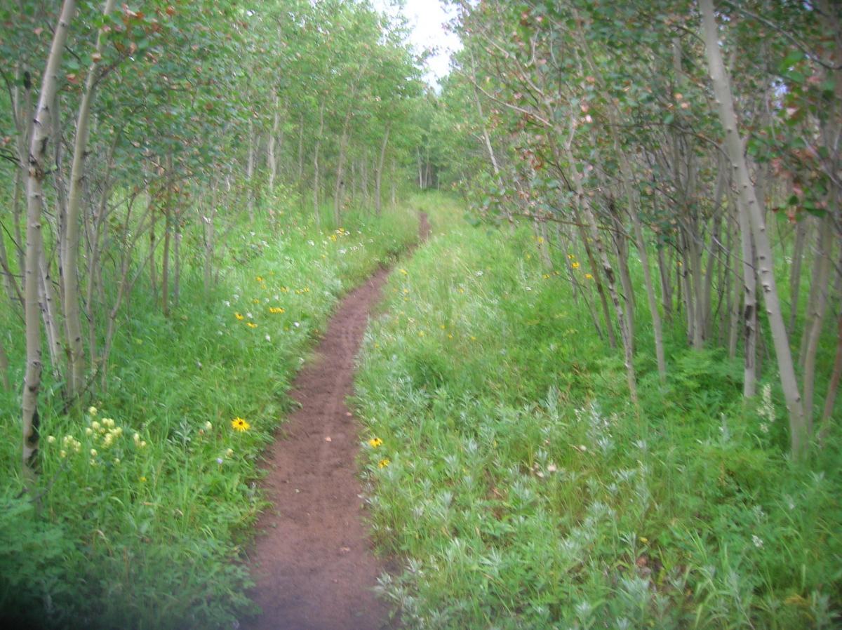 A winding dirt path through a lush green forest, flanked by tall trees and colorful wildflowers. The trail leads into the distance, surrounded by vibrant greenery and natural vegetation. West Magnolia mountain bike trail.