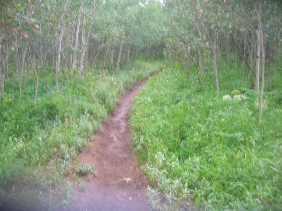 A narrow, winding dirt path surrounded by lush greenery and slender trees. The trail leads through a vibrant landscape filled with various plants and wildflowers, creating a serene and natural environment. The image has a soft focus and a slightly blurred appearance. West Magnolia mountain bike trail.