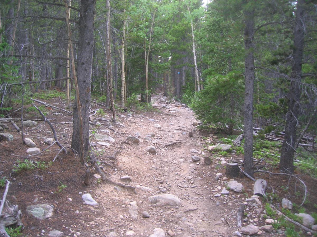 A winding dirt trail surrounded by dense trees and foliage, featuring rocky terrain. The path leads into a green forest, showcasing a mix of tree types and underbrush. Sourdough Trail mountain bike trail.