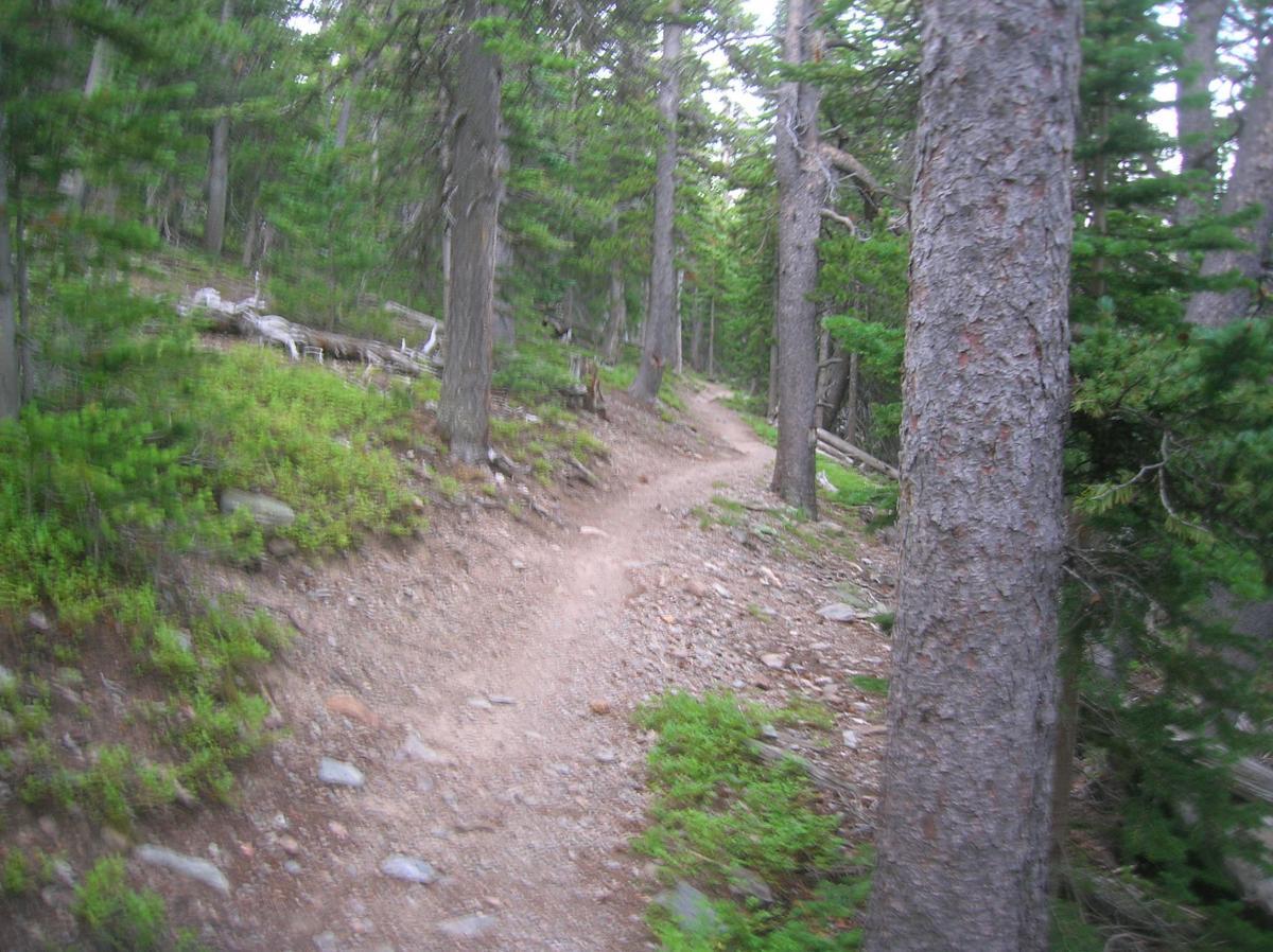A winding dirt trail surrounded by tall trees and lush greenery in a forested area, with rocks scattered along the path. Sourdough Trail mountain bike trail.