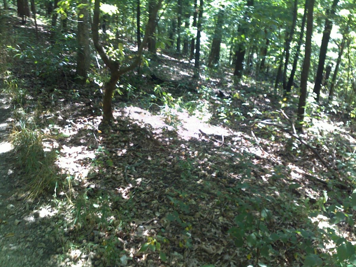 A sun-dappled forest scene featuring a dirt path lined with various plants and trees. Sunlight filters through the canopy, creating patches of light and shadow on the forest floor covered with leaves and small vegetation. Chubb Trail mountain bike trail.