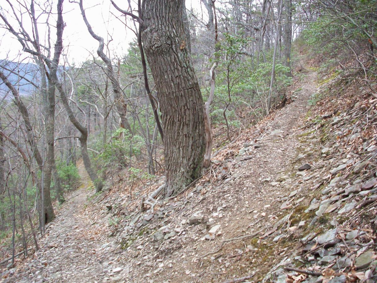 A winding dirt trail surrounded by trees and sparse foliage, with a prominent tree trunk on the left and a rocky path that diverges to the right, leading into a wooded area. The scene evokes a sense of nature and tranquility. Dragon's Back mountain bike trail.