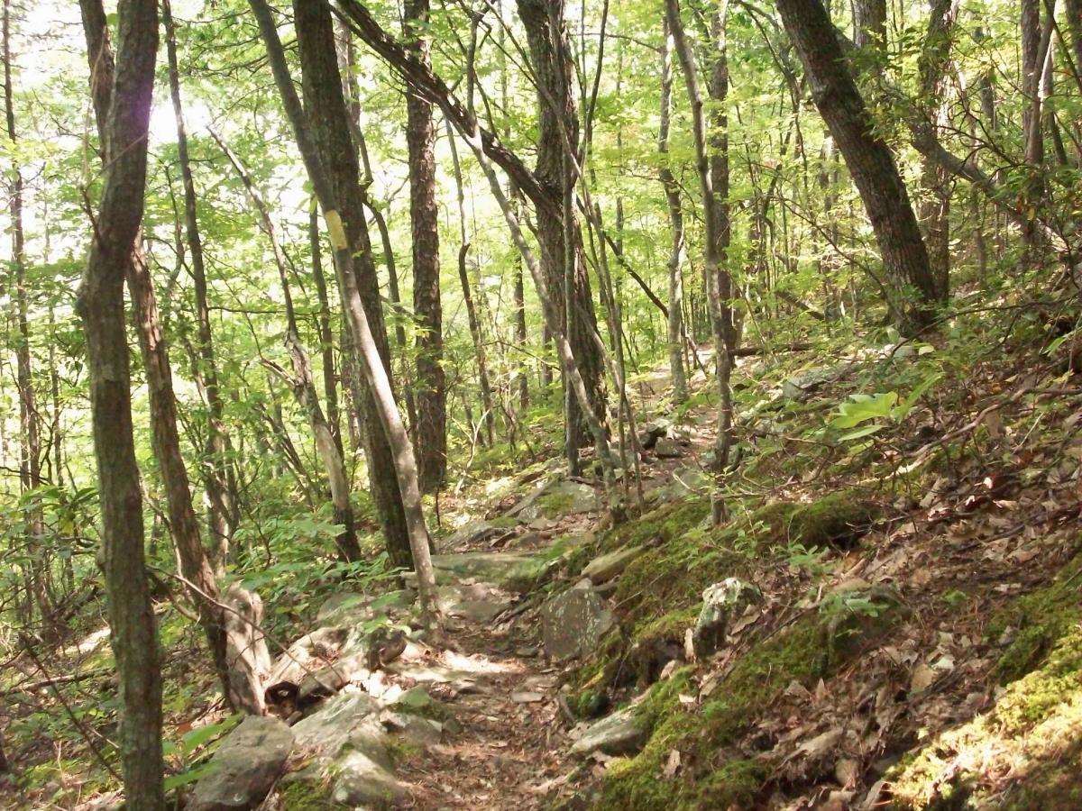 A peaceful forest path winding through tall trees, with sunlight filtering through the leaves. The ground is covered in a mix of rocks and soft moss, creating a natural and inviting atmosphere ideal for hiking or leisurely walks. Dragon's Back mountain bike trail.