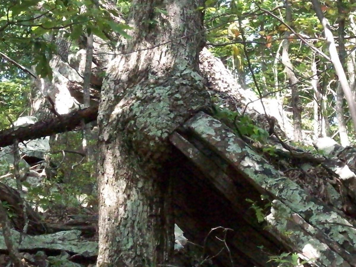 A gnarled tree trunk intertwined with fallen wooden logs and surrounded by lush green foliage and rocky terrain in a forested area. The bark shows signs of age, with patches of lichen visible on its surface. Dragon's Back mountain bike trail.