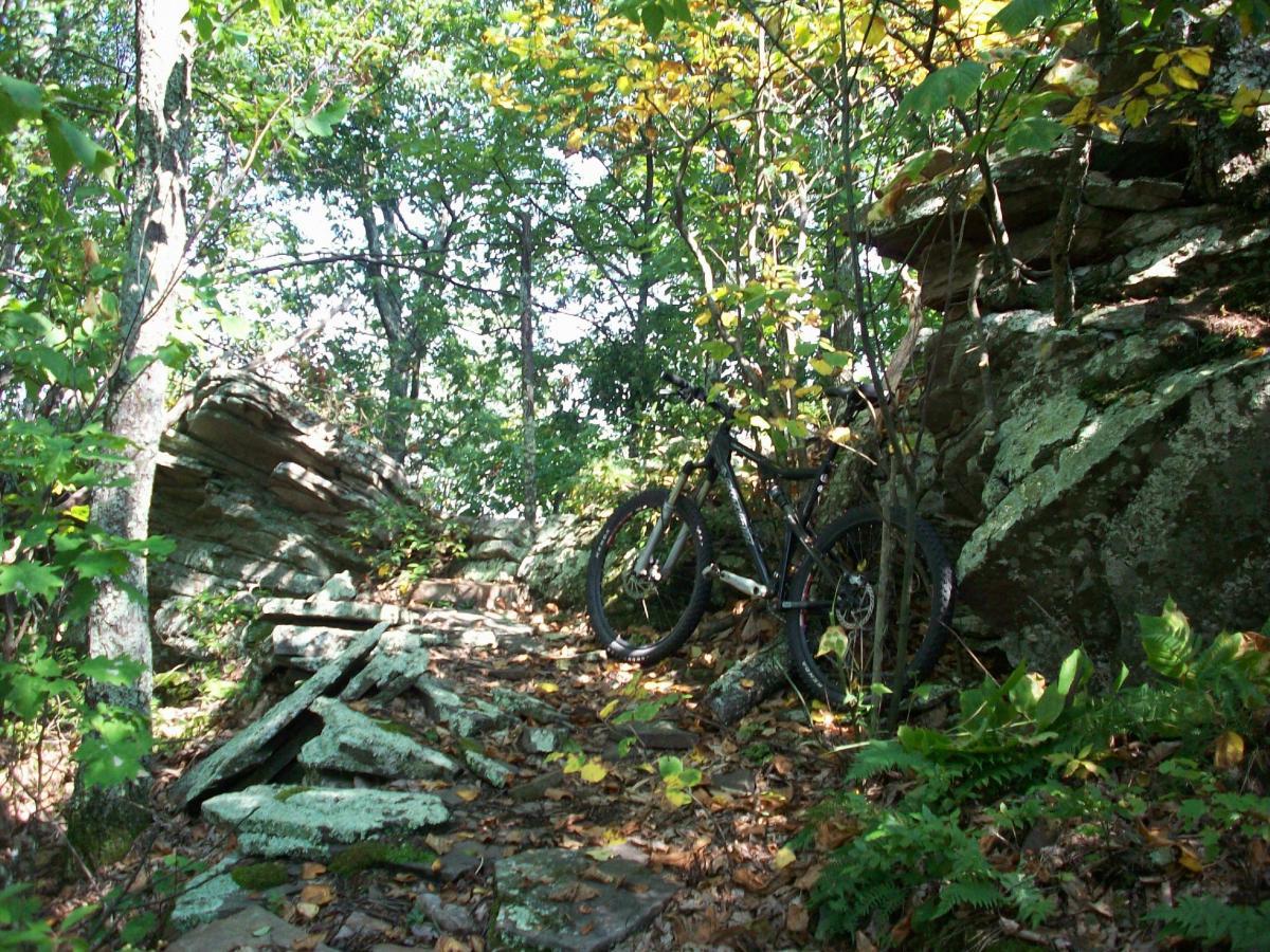 A mountain bike is parked on a rocky trail surrounded by dense green foliage and trees. Sunlight filters through the leaves, casting dappled shadows on the ground, highlighting the natural beauty of the outdoor environment. Dragon's Back mountain bike trail.