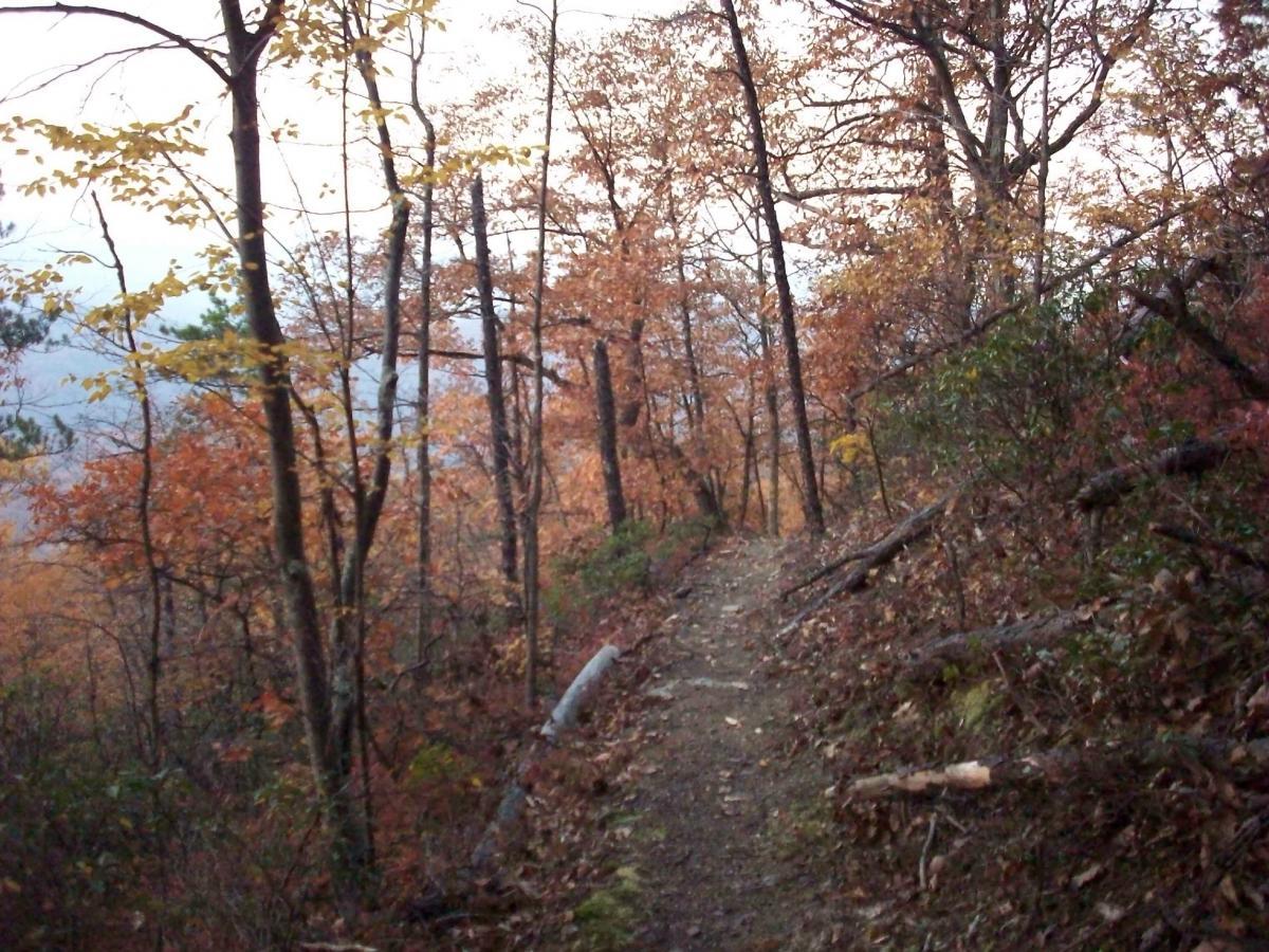 A winding trail through a forest filled with autumn foliage, featuring trees with orange and yellow leaves, along with fallen leaves scattered on the ground. The scene captures a serene atmosphere in a natural setting. Dragon's Back mountain bike trail.