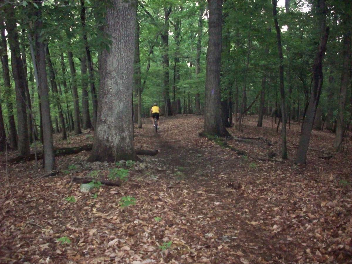 A cyclist wearing a yellow shirt rides along a dirt path in a dense forest, surrounded by tall trees and fallen leaves. The scene captures the tranquility of nature with a vibrant green canopy above. Mill Mountain Trails mountain bike trail.