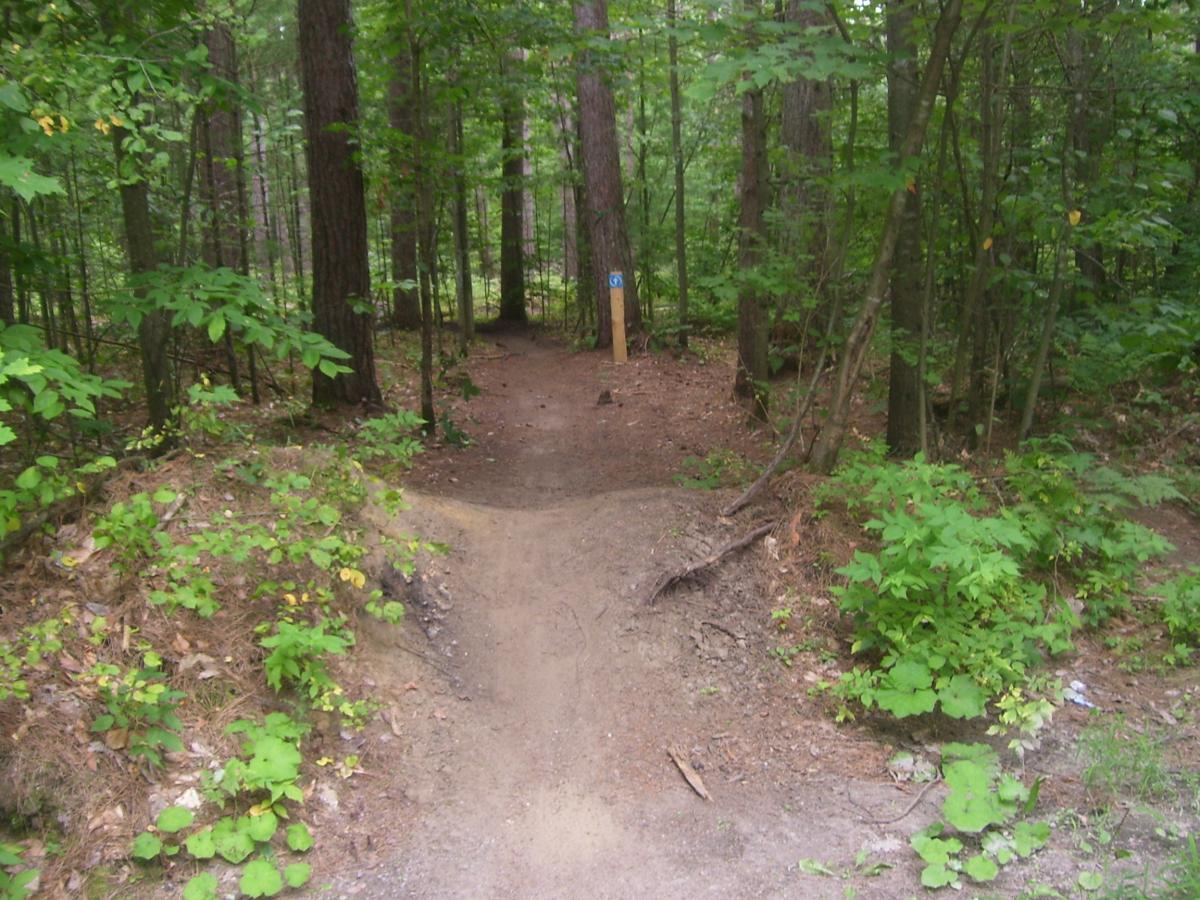 A dirt path winding through a forest, surrounded by lush greenery and tall trees. A wooden signpost stands at the fork in the trail, indicating directions for hikers. Saxon Hill mountain bike trail.