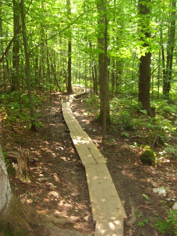 A winding wooden path through a lush green forest, surrounded by tall trees and vibrant foliage, with soft sunlight filtering through the leaves. Saxon Hill mountain bike trail.