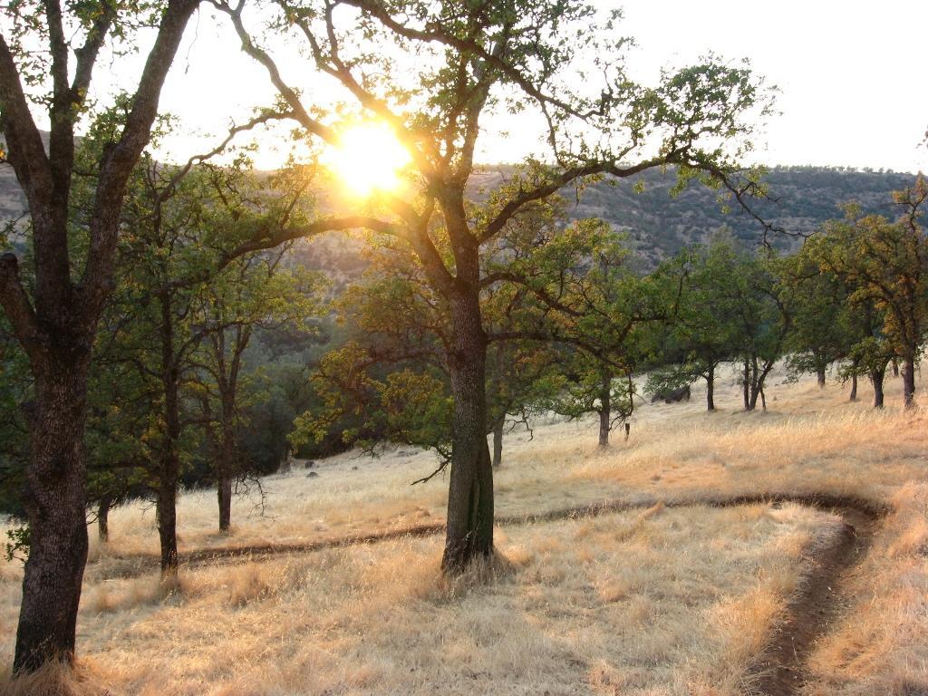 A serene landscape featuring a winding dirt path through a grassy field bordered by trees. The sun is setting in the background, casting a warm glow through the branches and illuminating the peaceful scene. Upper Bidwell Park mountain bike trail.
