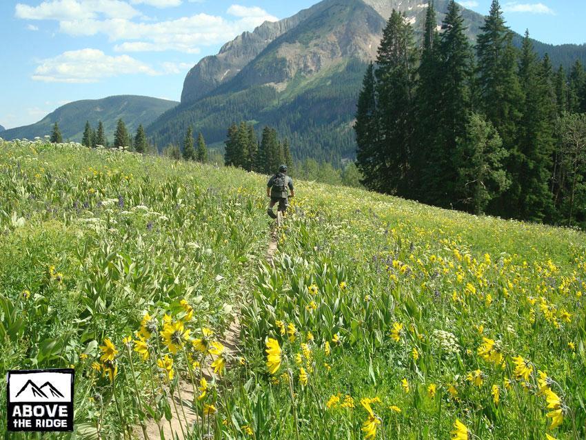 A person hiking on a narrow path through a vibrant field of wildflowers, surrounded by lush green grass and tall trees. In the background, majestic mountains rise under a blue sky with fluffy white clouds. The scene captures the beauty of nature and outdoor adventure. Trail 401 mountain bike trail.