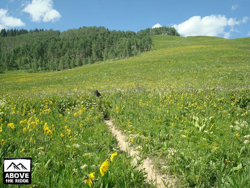 A scenic landscape featuring a winding dirt path through a vibrant field of wildflowers. The foreground is filled with various yellow flowers and lush green grass, while a backdrop of rolling hills and a densely wooded area is visible under a clear blue sky with a few scattered clouds. The image includes a logo in the bottom corner that reads "ABOVE THE RIDGE." Trail 401 mountain bike trail.