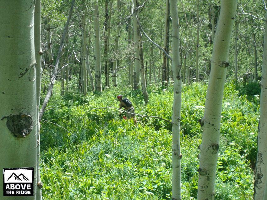 A person wearing a helmet and carrying equipment stands among dense green foliage in a forest of tall aspen trees. Sunlight filters through the leaves, creating a vibrant and lush environment. Trail 401 mountain bike trail.