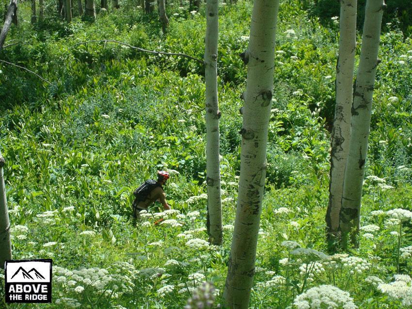 A person wearing a helmet is crouched among lush greenery and white wildflowers in a forested area with slender trees. The scene captures the beauty of nature, showcasing dense vegetation and a bright, sunny atmosphere. Trail 401 mountain bike trail.