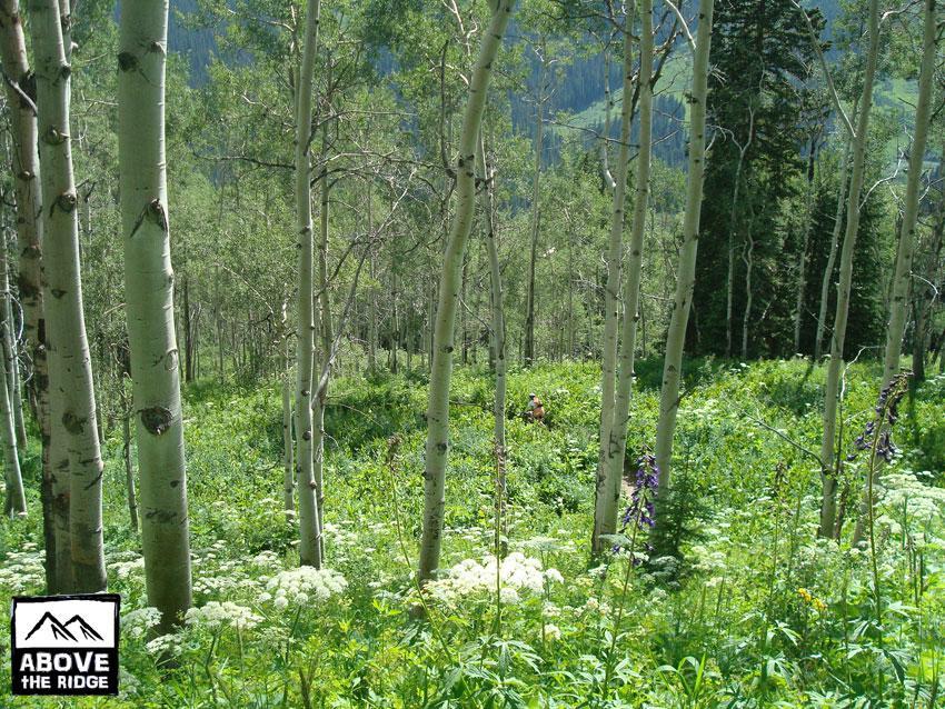 A serene forest landscape featuring tall aspen trees and lush greenery. The foreground is filled with wildflowers and dense underbrush, while a person can be seen tending to the foliage in the background. Sunlight filters through the trees, creating a peaceful and vibrant outdoor scene. Trail 401 mountain bike trail.