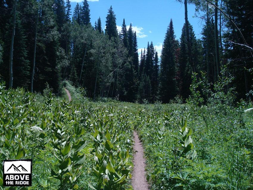 A narrow dirt path winds through a lush meadow filled with tall green plants, leading into a dense forest of towering pine trees under a bright blue sky with scattered clouds. A logo for "Above the Ridge" is displayed in the bottom left corner. Trail 401 mountain bike trail.