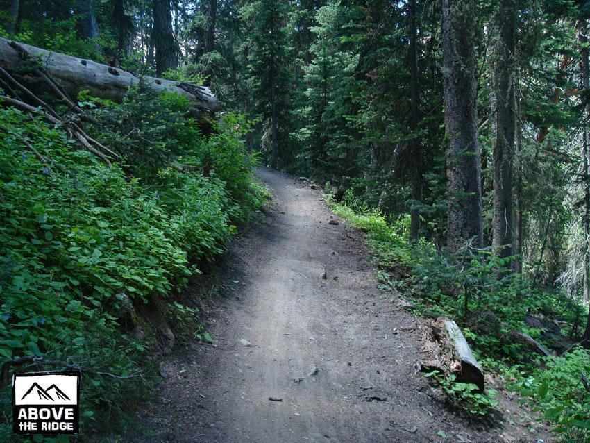 A dirt path winding through a dense forest, surrounded by tall trees and lush greenery, with a fallen log on the left side. The trail appears well-trodden, inviting exploration in a natural setting. A logo at the bottom left reads "Above the Ridge." Trail 401 mountain bike trail.
