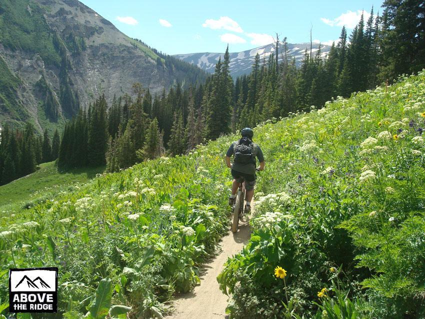 A person riding a mountain bike on a narrow dirt trail surrounded by lush green vegetation and vibrant wildflowers, with towering trees in the background and mountains under a clear blue sky. Trail 401 mountain bike trail.