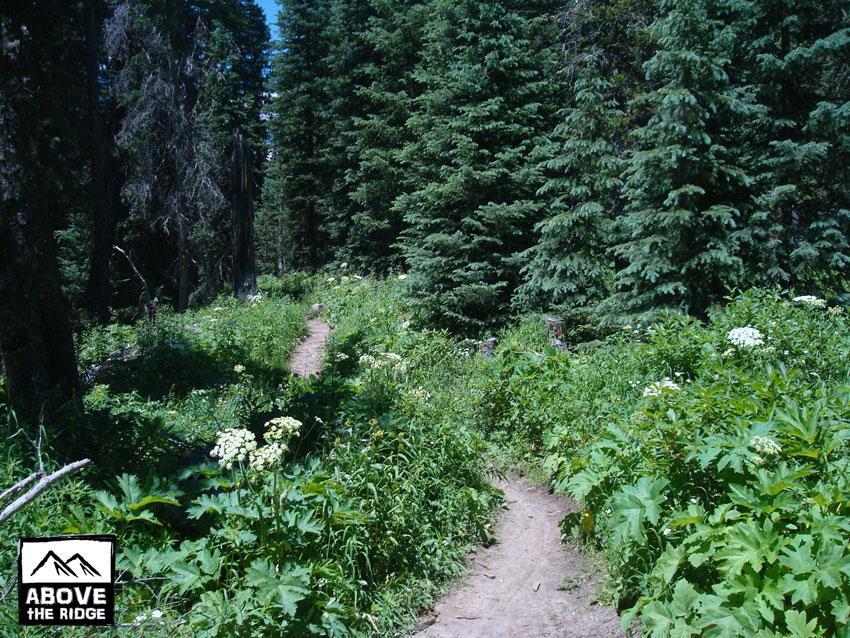 A narrow dirt path winding through a lush, green forest, surrounded by tall trees and vibrant foliage. The scene captures the beauty of nature with a clear blue sky visible above. Trail 401 mountain bike trail.