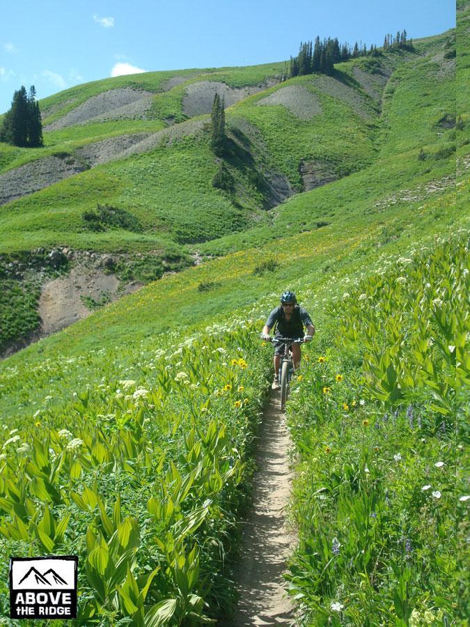 A mountain biker riding along a narrow dirt trail surrounded by vibrant green vegetation and wildflowers, with rolling hills in the background under a clear blue sky. Trail 401 mountain bike trail.