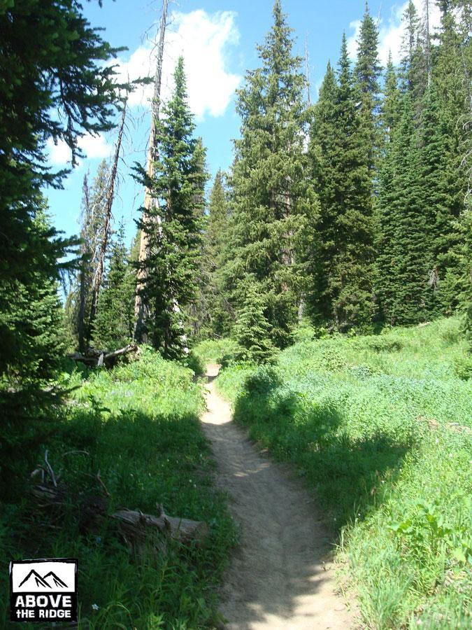 A winding dirt path leads through a lush green forest filled with tall evergreen trees under a bright blue sky with a few clouds. The trail is bordered by vibrant greenery and gently illuminated by sunlight. Trail 401 mountain bike trail.