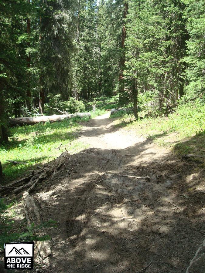 A winding dirt path through a shaded forest, surrounded by tall green pine trees and patches of sunlight filtering through the leaves. Fallen logs and small branches are visible along the trail, suggesting a natural, untouched environment. Trail 401 mountain bike trail.