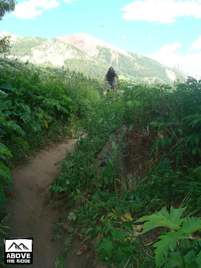 A mountain biker riding along a narrow dirt trail surrounded by tall green vegetation, with mountains in the background under a partly cloudy sky. The image features lush foliage and scenic views of the landscape, emphasizing an outdoor adventure setting. Trail 401 mountain bike trail.